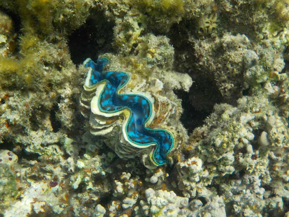 Strand JAZ Neo Reef Marsa
