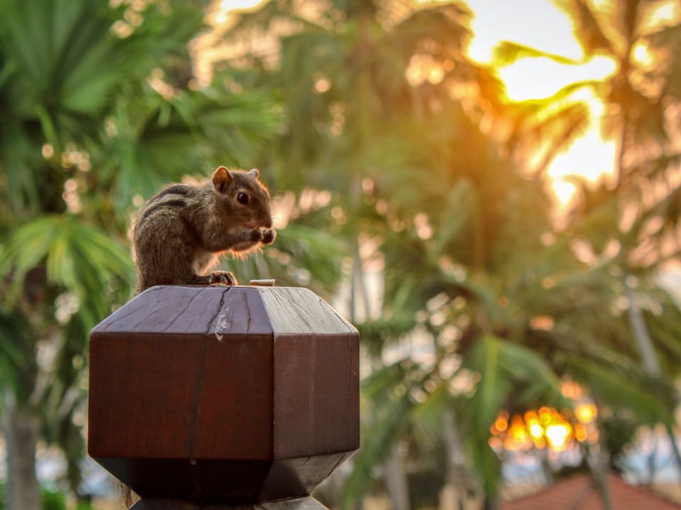 Zimmer Royal Palms Beach Hotel