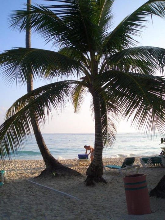 Palmen am Traumstrand Grand Palladium Punta Cana Resort & Spa