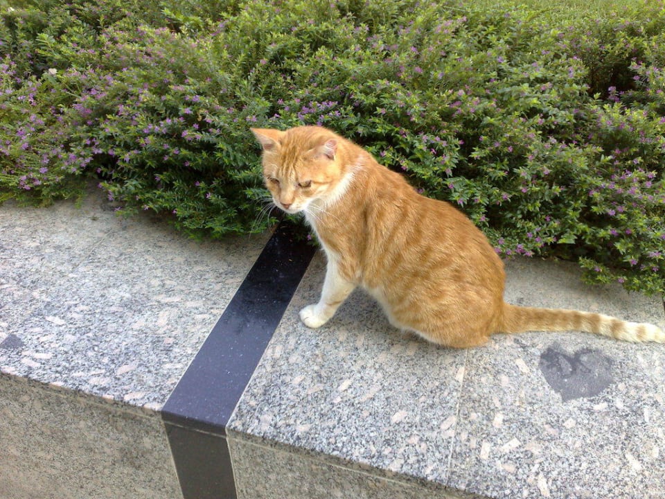 Die Hotelkatzen  Sealife Buket Resort & Beach