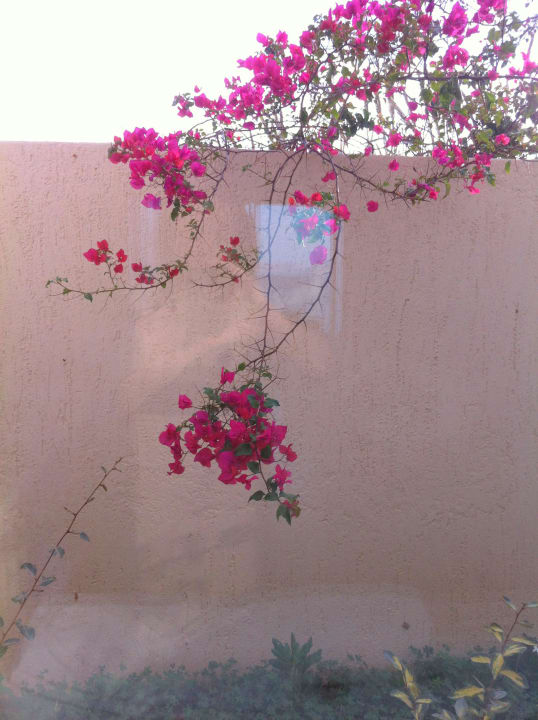 Blumen im Nov Knossos Beach Bungalows Suites Resort & Spa