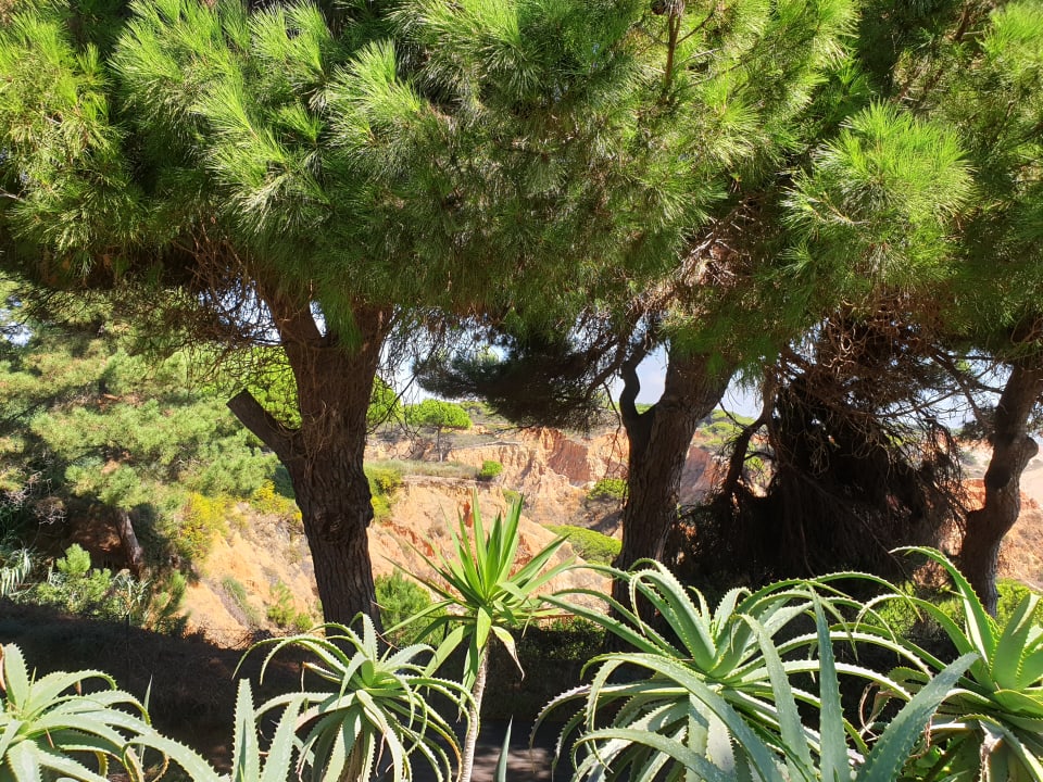 Gartenanlage PortoBay Falésia