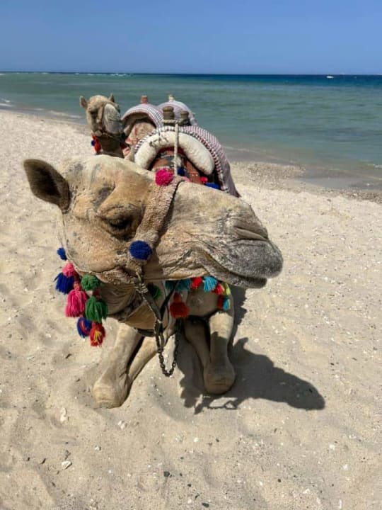 Strand Malikia Resort Abu Dabbab