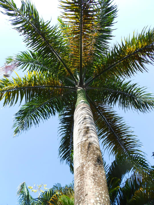 Kleine Palme Viva Tangerine by Wyndham - All Inclusive Resort
