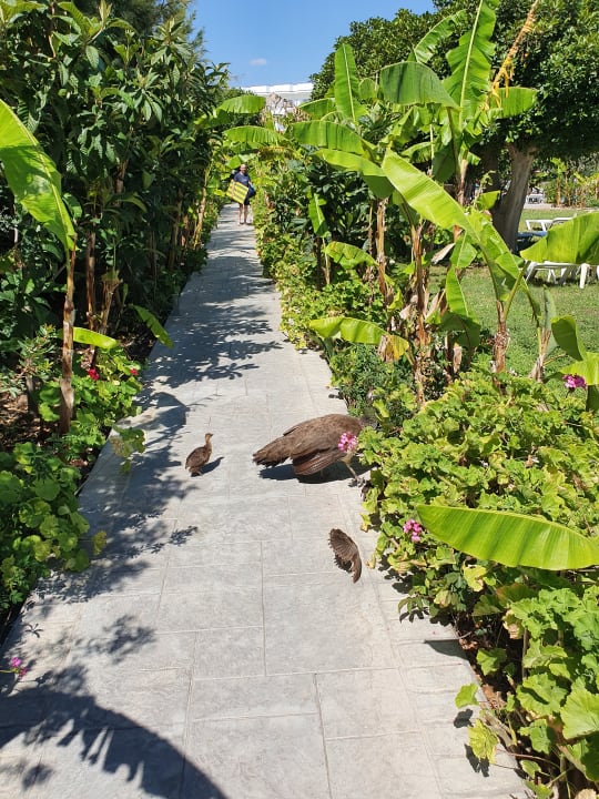 Gartenanlage Irene Palace Beach Resort Club alltoura