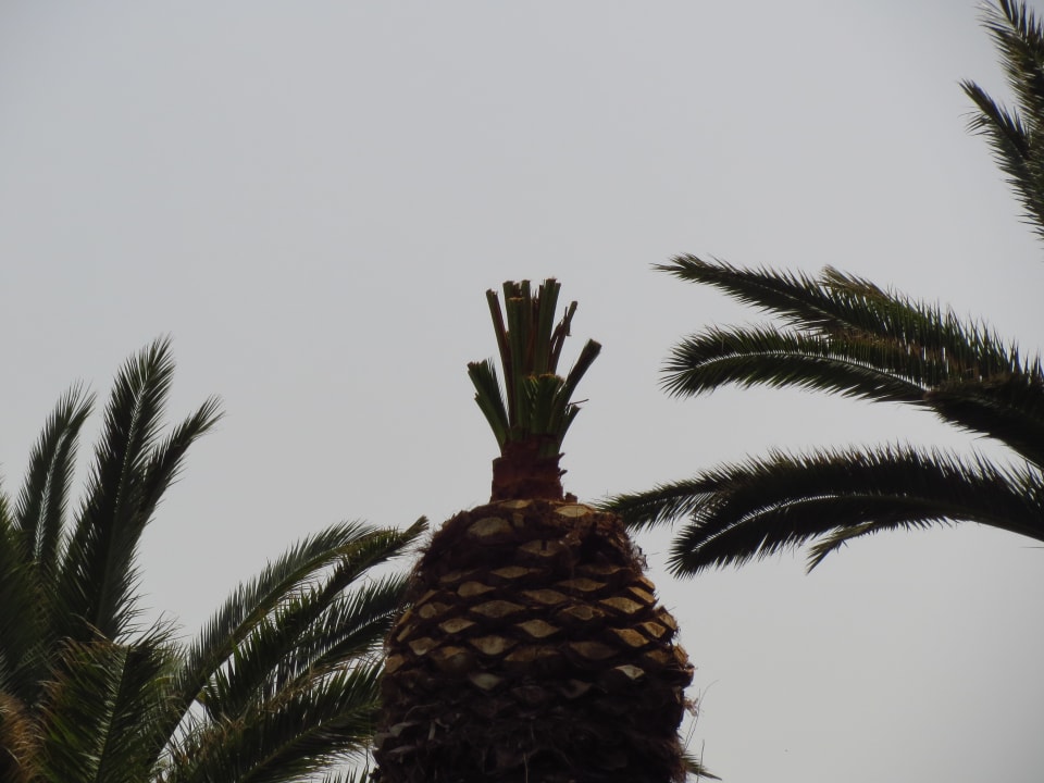 Gartenanlage Apollonia Beach Resort & Spa