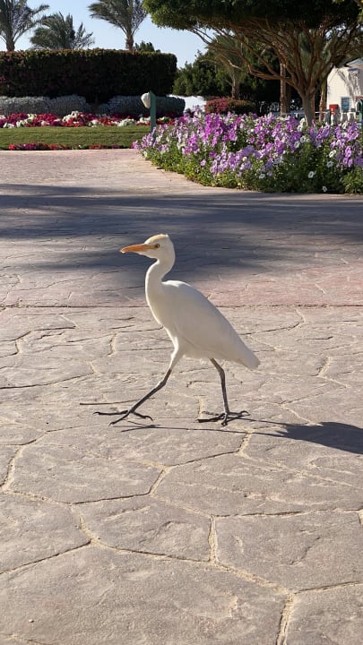 Sonstiges Desert Rose