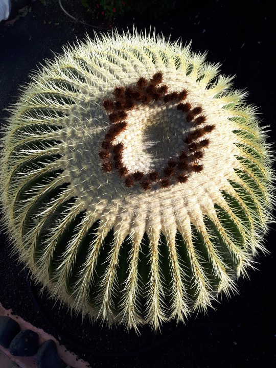 Gartenanlage Hotel El Caserio de Guime