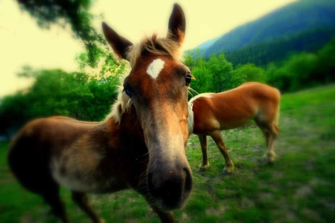 Jimmy unser Nachwuchshengst LUXGUT - OLIVIA