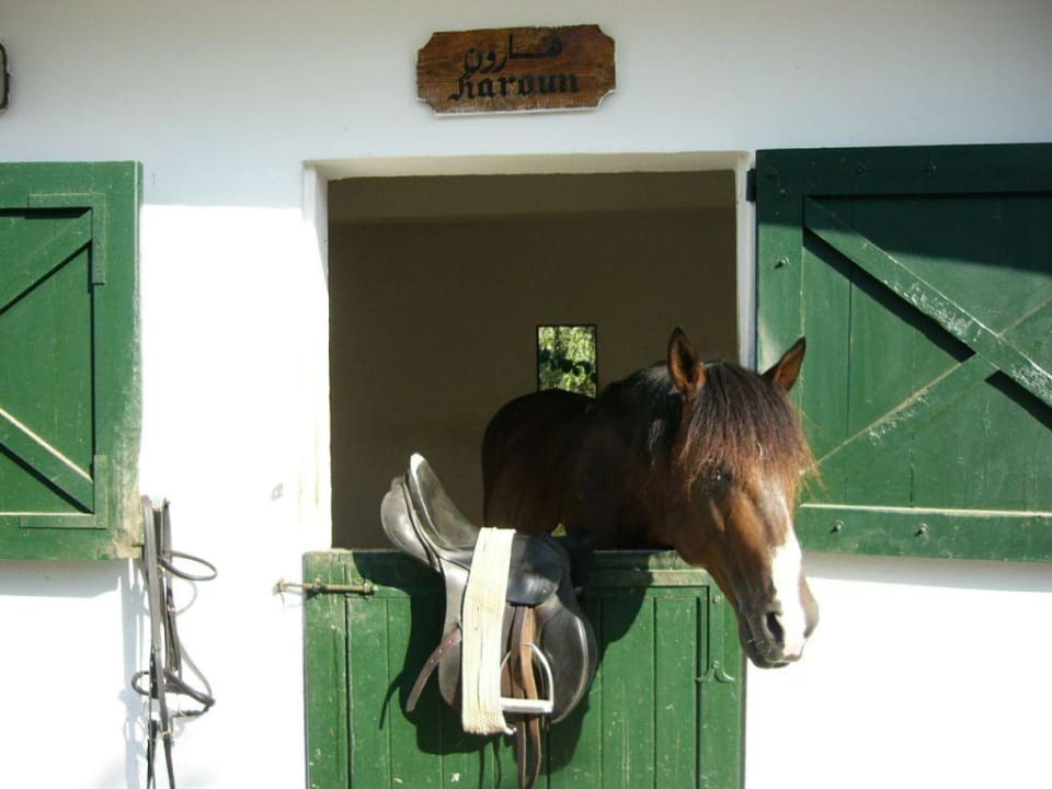 Das Pferd "Karoun" Le Sultan