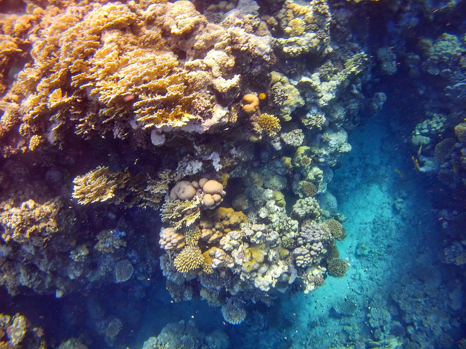 Pool Malikia Resort Abu Dabbab