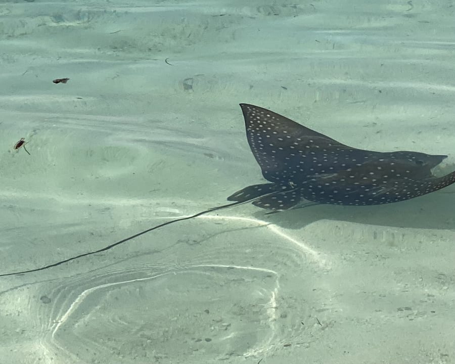 Sport & Freizeit Mirihi Island Resort