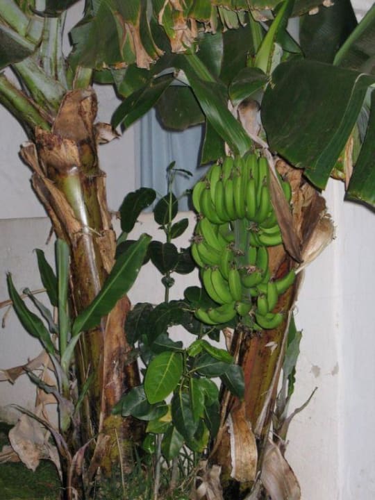 Bananen TUI MAGIC LIFE Fuerteventura