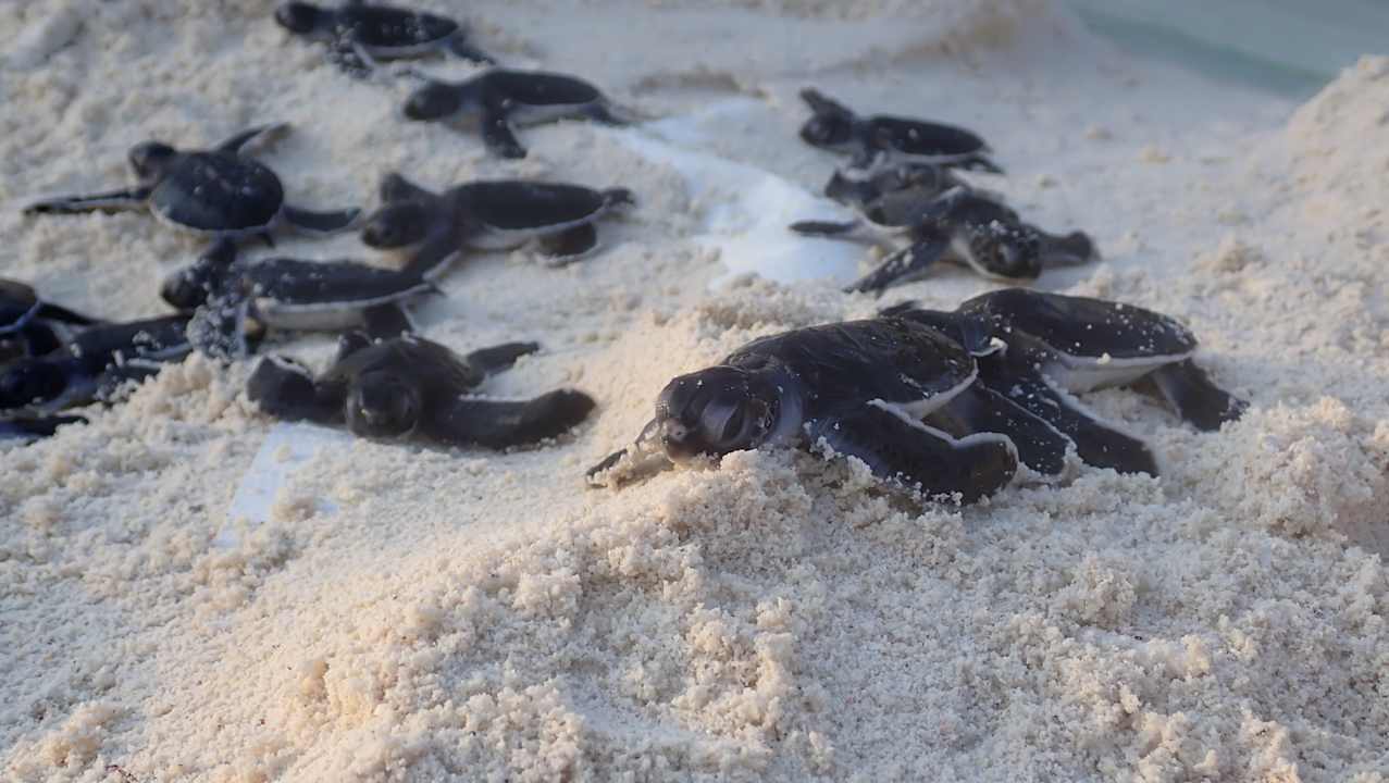 Sport & Freizeit NH Collection Maldives Reethi Resort