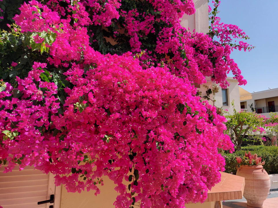 Gartenanlage Hydramis Palace Beach Resort