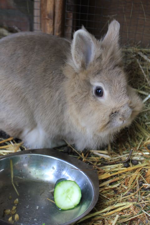 Unser Zwergkaninchen Pin Landgut Plath
