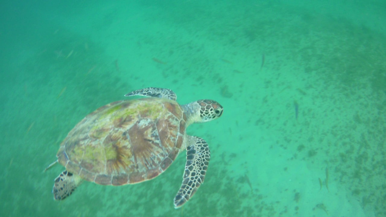 Sonstiges Hotel Le Meridien Al Aqah Beach Resort