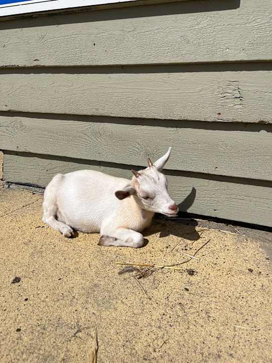 Gartenanlage Center Parcs Park Zandvoort - Ferienhäuser