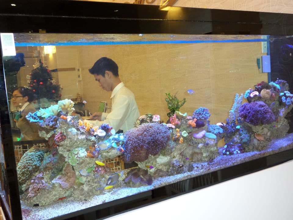 Schönes Aquarium The Hammock Hotel Fine Arts Museum