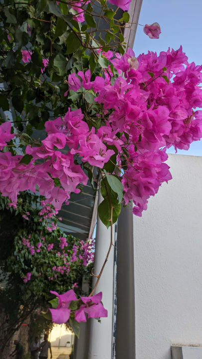 Gartenanalge LaQuinta by Wyndham Parker