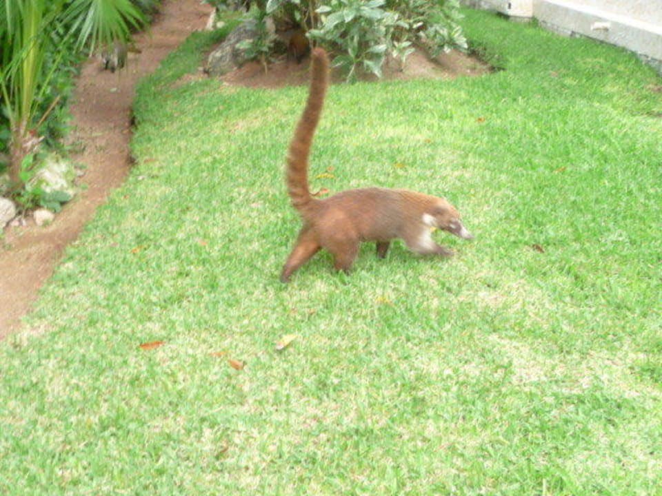 Die ständigen Anlagenbegleiter Grand Palladium Select White Sand Resort & Spa