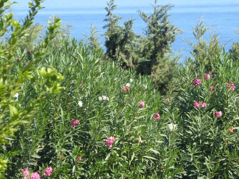 Ausblick Kresten Palace Hotel