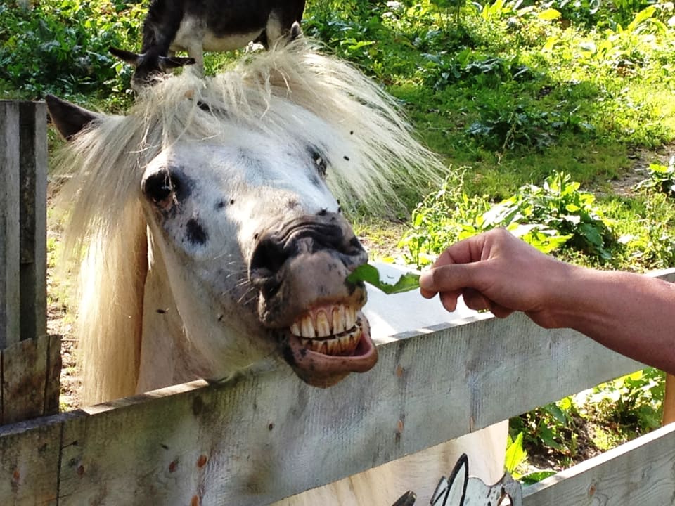 Streichelzoo - Jonny das Ponny Hotel Stadt Wien