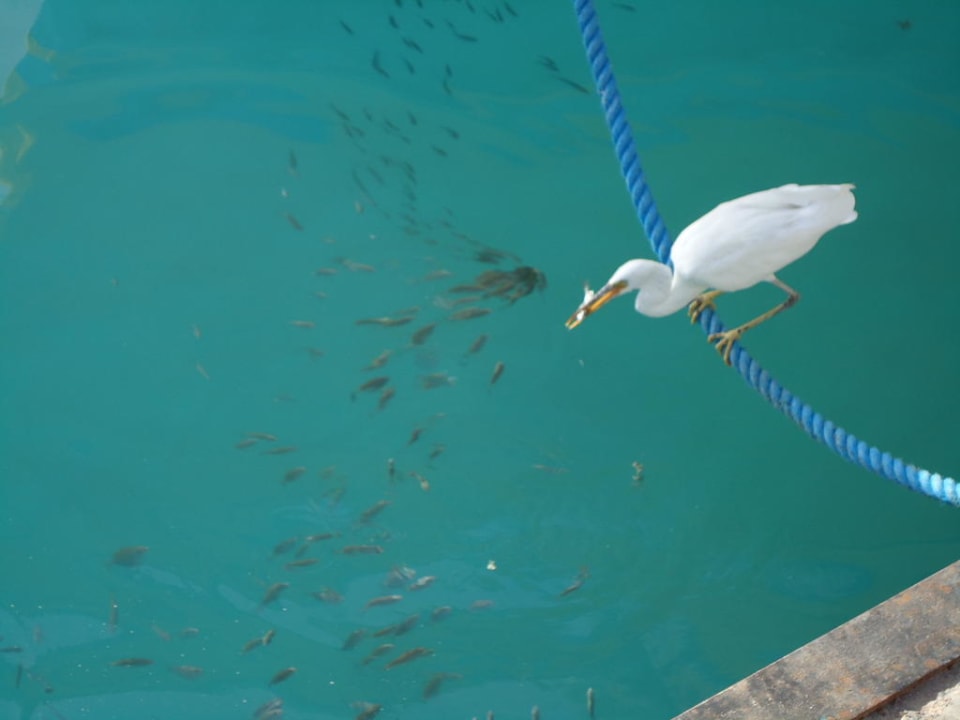 Fischreiher hat sich einen Fisch geschnappt Giftun Azur Resort