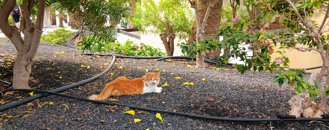 Gartenanlage Occidental Jandía Royal Level - Adults only