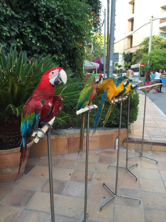 Parrot Welcome Seramar Hotel Luna & Luna Park