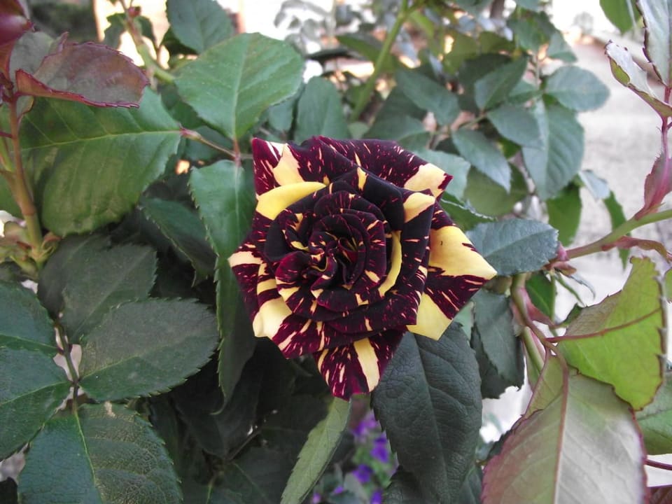 Überall Blumen - im gesamten Innenbereich Hotel A.N.S.M.I. Mount of Beatitudes