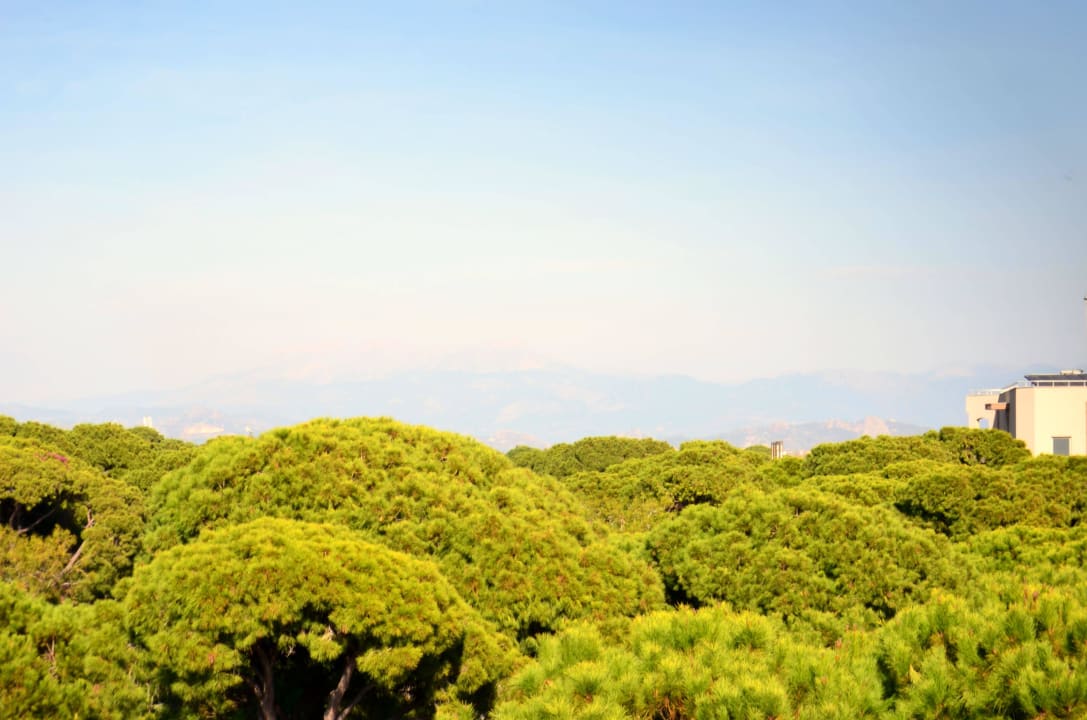 Viel grün Papillon Ayscha