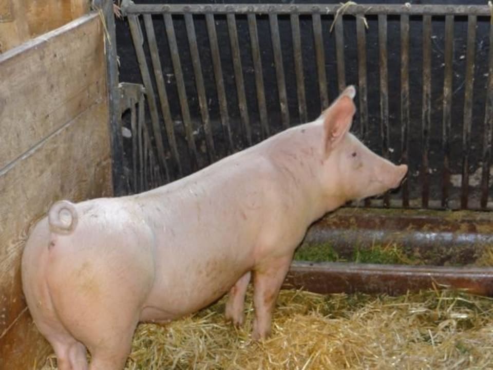 Stall Bauernhof Gerlhof