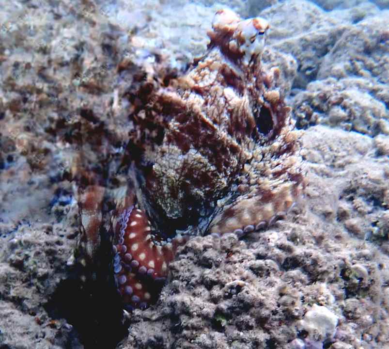 Strand Three Corners Equinox Beach Resort