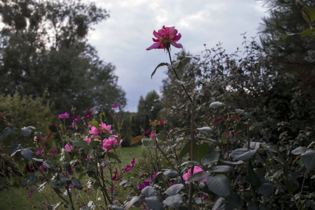 Ogród Siedlisko Orlik - Villa Orlik