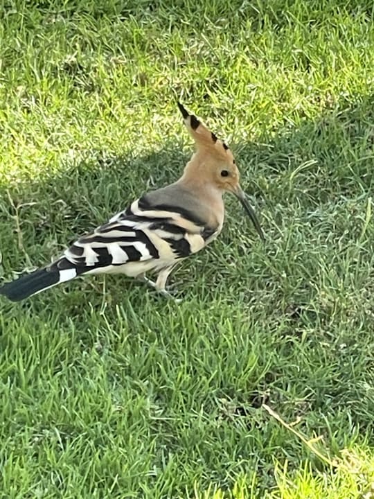 Gartenanlage The Grand Palace - Adults only