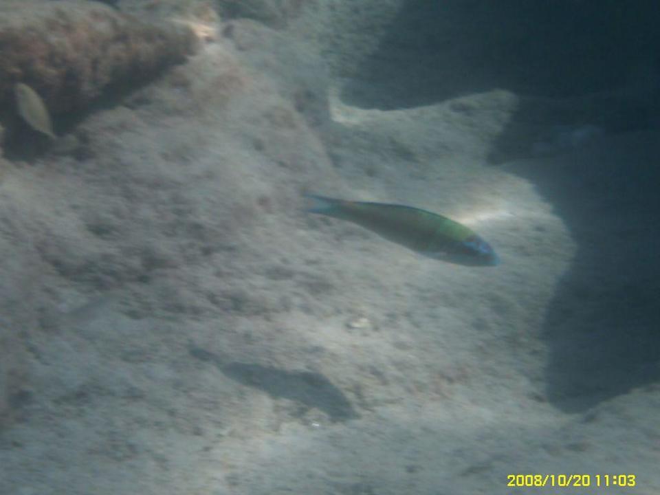 Meer Club Turtas Beach Hotel