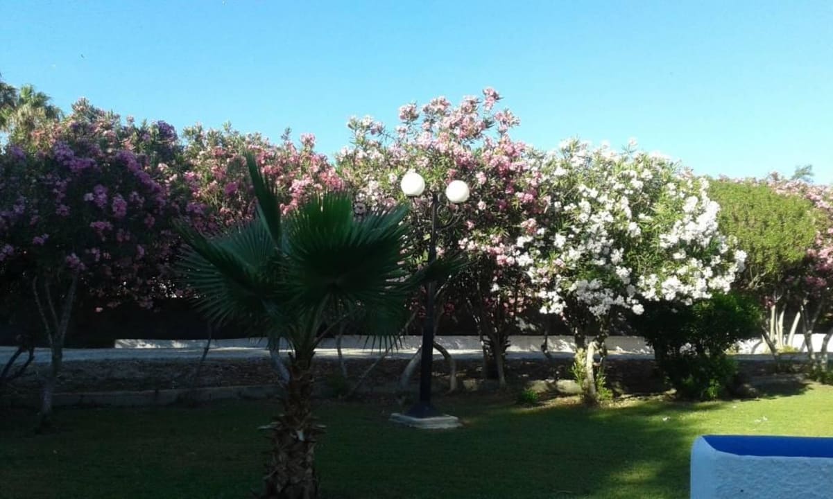 Blick von der Terrasse in den Garten Hotel Tigaki's Star