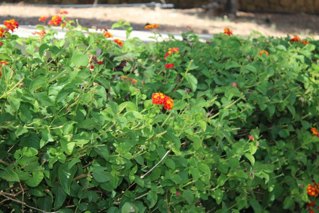 Gartenanlage Lindos Imperial Resort & Spa