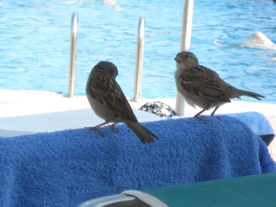 Immer wieder holten sich Vögel ein Stück Kuchen  Duni Royal Pelican Resort
