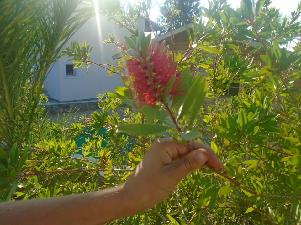 Gartenanlage Hotel Kouros Palace