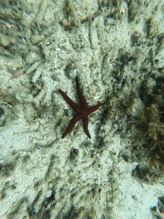 Strand Pearle Beach Resort & Spa