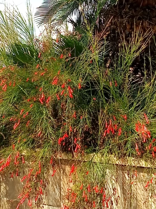 Gartenanlage Dream Family Club