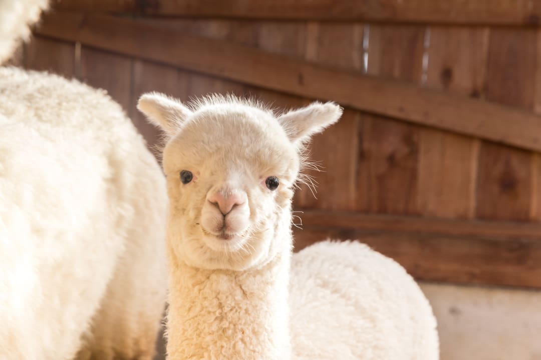 Sonstiges Apparthotel Winklwiese