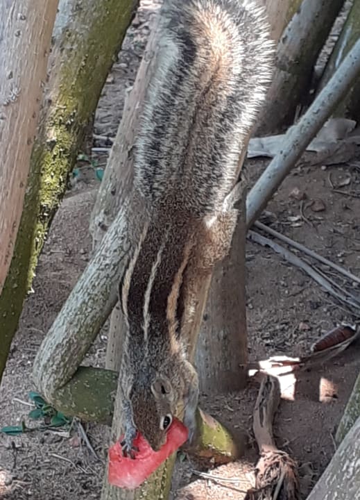 Gartenanlage Mermaid Hotel & Club