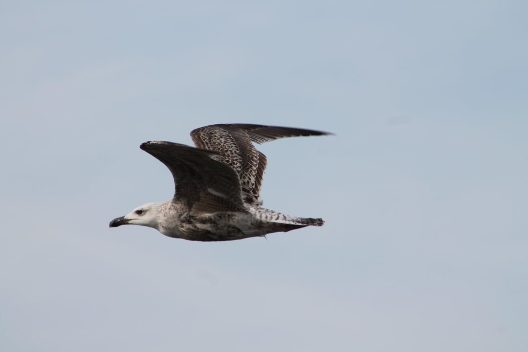 Möwe Strandhotel Villa Louisa & Appartementhäuser Villa Josephine und Chris