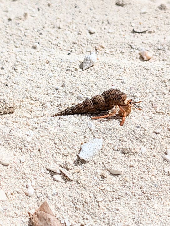 Strand Hotel Riu Palace Aquarelle