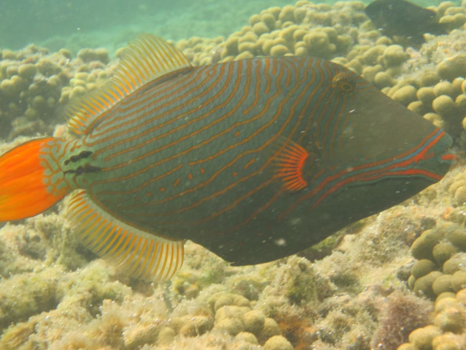 Drückerfisch Adaaran Select Hudhuran Fushi - Premium All Inclusive