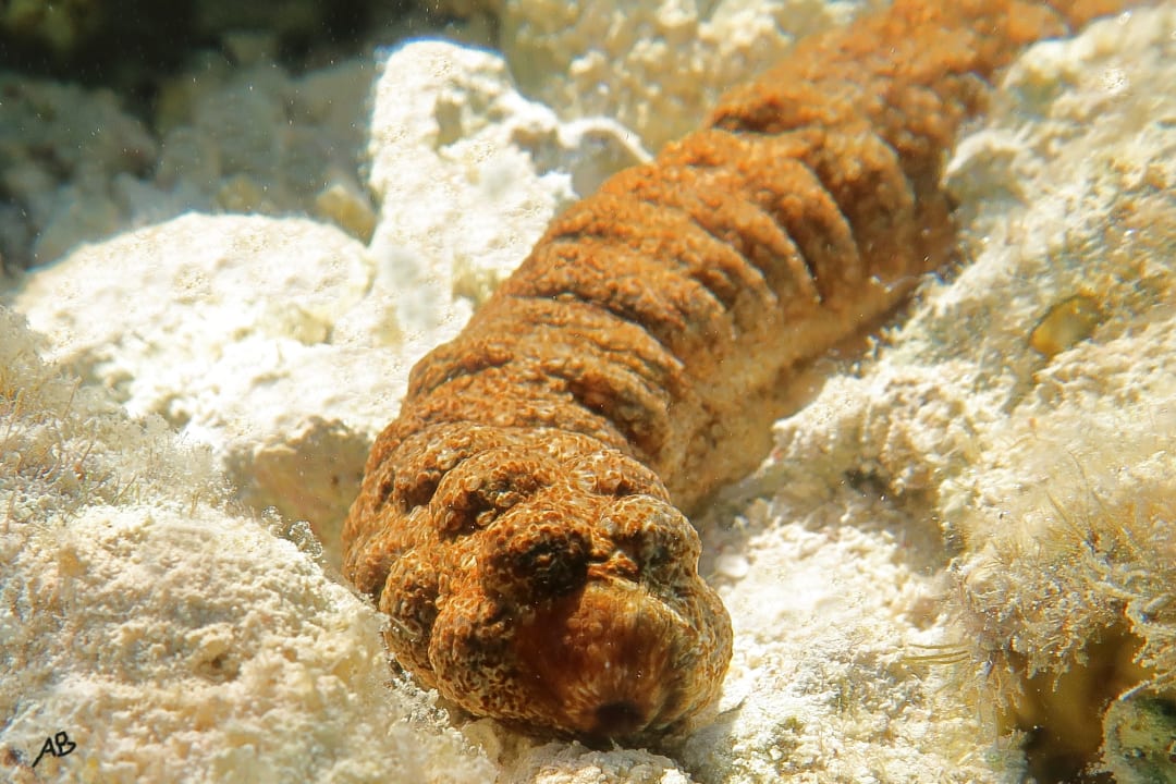 Sport & Freizeit Arabia Azur Resort