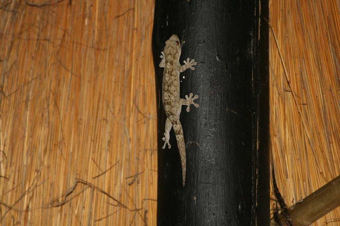 Mitbewohner (20 cm Gecko) Ntshondwe Camp